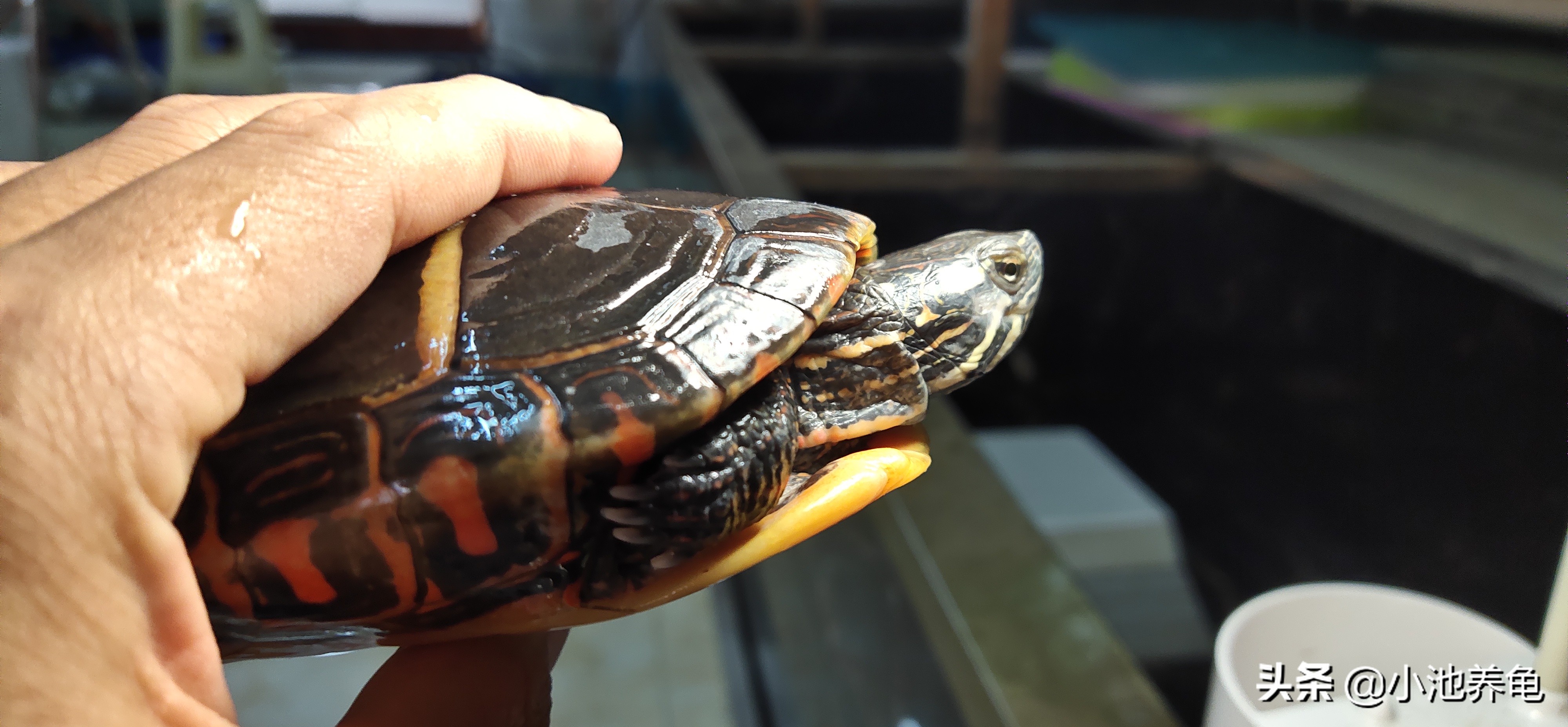 养龟新手该选什么龟才好养,新手养龟养什么样的乌龟好便宜