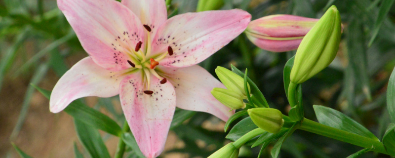 百合什么时候种植什么时候收,食用百合最佳种植时间和方法