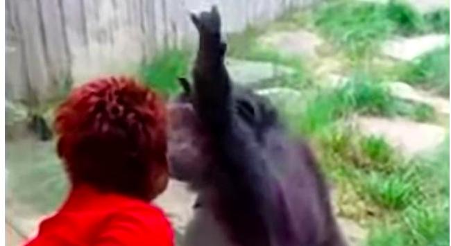 比利时女人爱上猩猩,比利时女子称与黑猩猩相爱