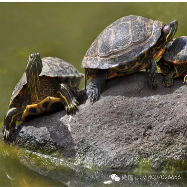 巴西龟饲养方法视频,巴西龟的饲养盒布置