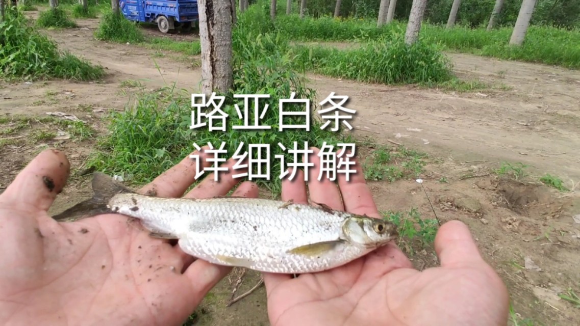 路亚白条冬天马口在浅水还是深水,微物路亚实战钓白条