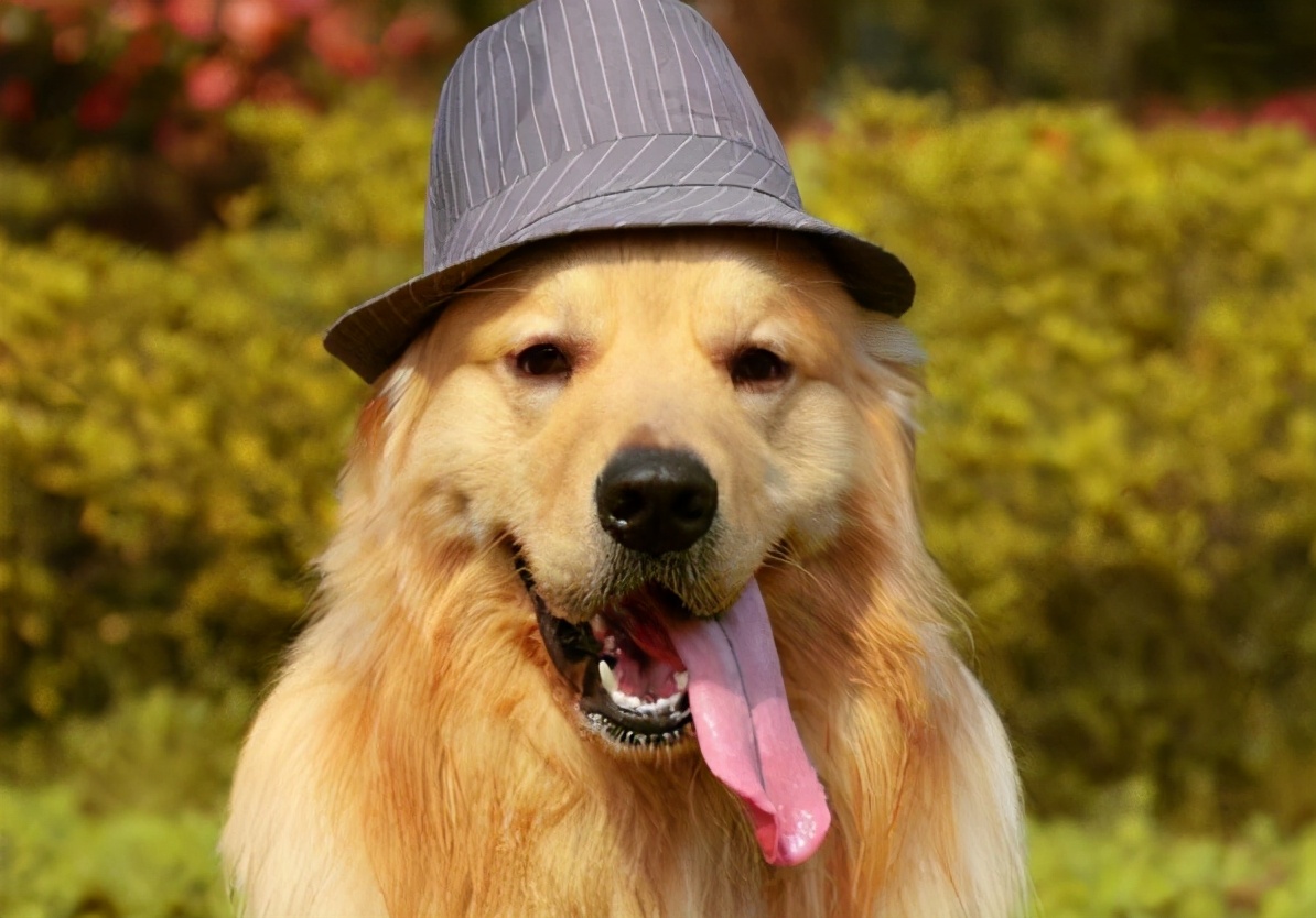 鎯冲吇閲戞瘺鐘吇鍏殑濂借繕鏄瘝鐨勫ソ,閲戞瘺鐘吇鍏殑杩樻槸姣嶇殑