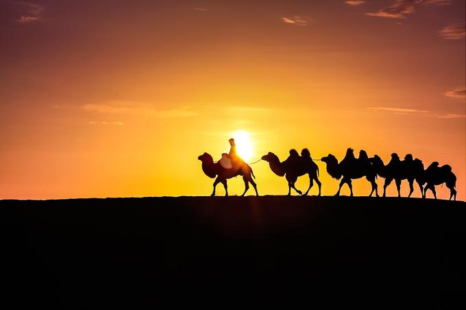 感受额济纳旗胡杨林的气息和美景,感受大漠深处最美秋色