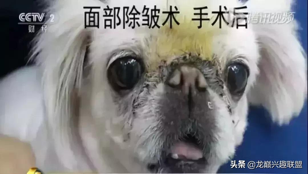 宠物整形美容,给宠物做美容多少钱