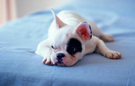 被狗咬到如何看出是否得了狂犬病,被自己的狗咬到会得狂犬病吗