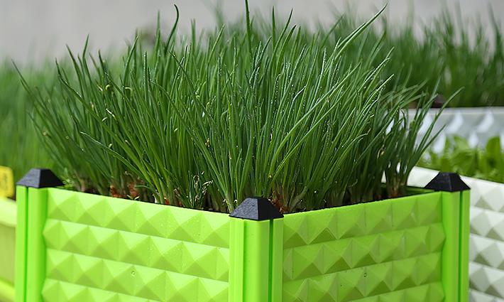 家庭盆栽小葱的方法,家庭盆栽小葱怎么种植