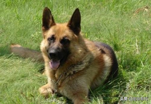 德国牧羊犬因具有优秀品质，而成为优秀的军警犬，也受到大众喜欢