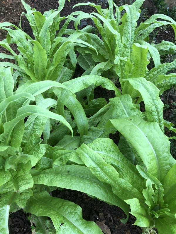 鎮夊凹鐤儏鎶ラ亾,鎮夊凹鑿滃湴闄よ櫕瑙嗛