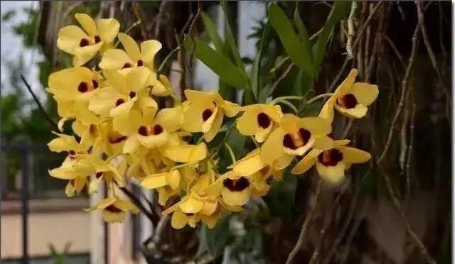 史上最全的兰花鉴赏,兰花品种之精品欣赏