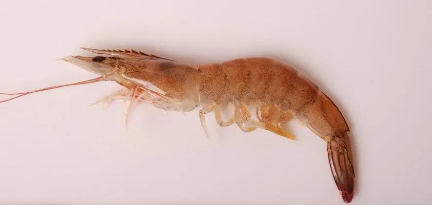 所有虾类哪种更好吃些图片,给你科普一下虾的种类