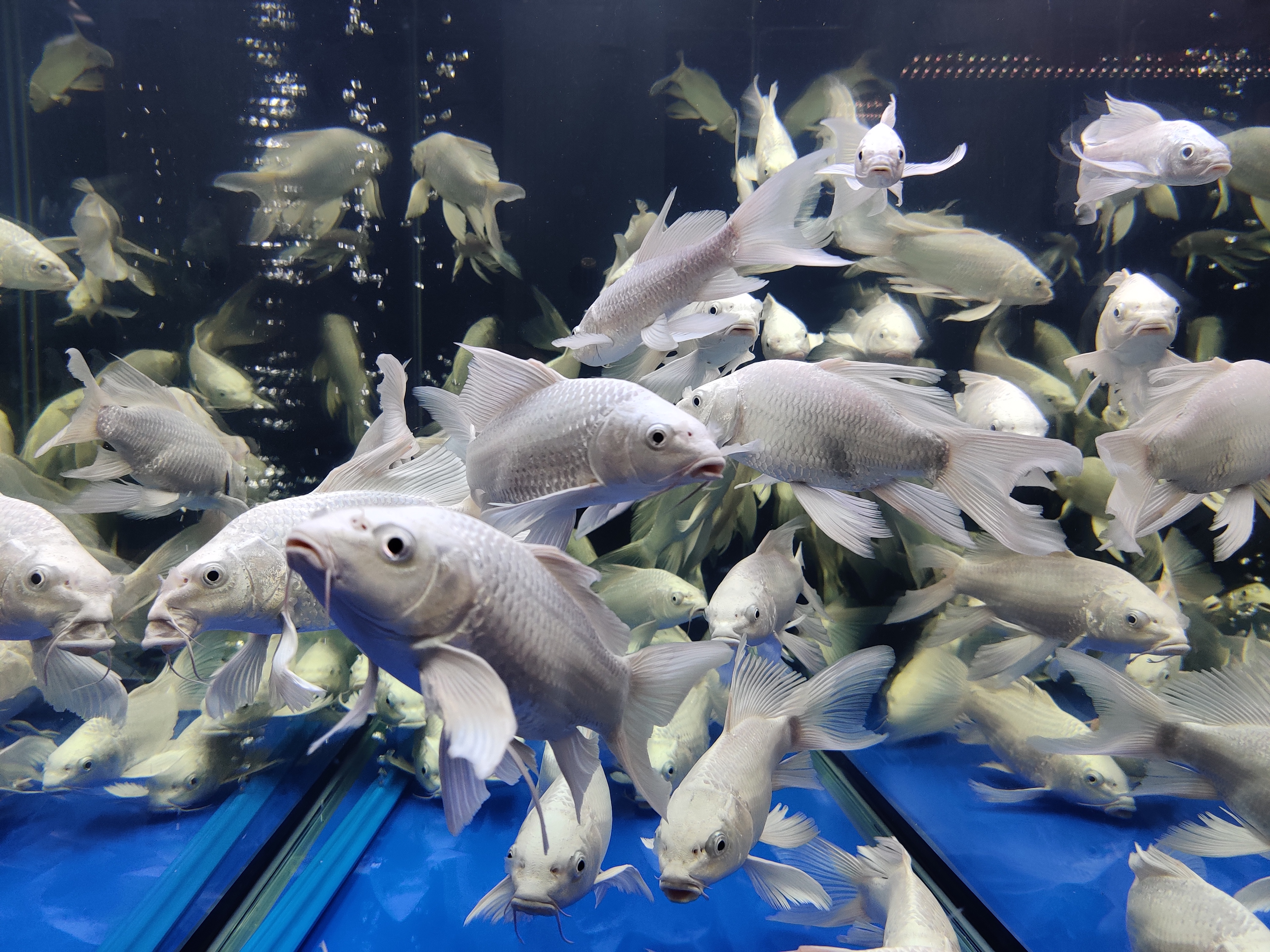 观赏鱼常见鱼病图片与防治,观赏鱼疾病分为哪几类怎么治疗