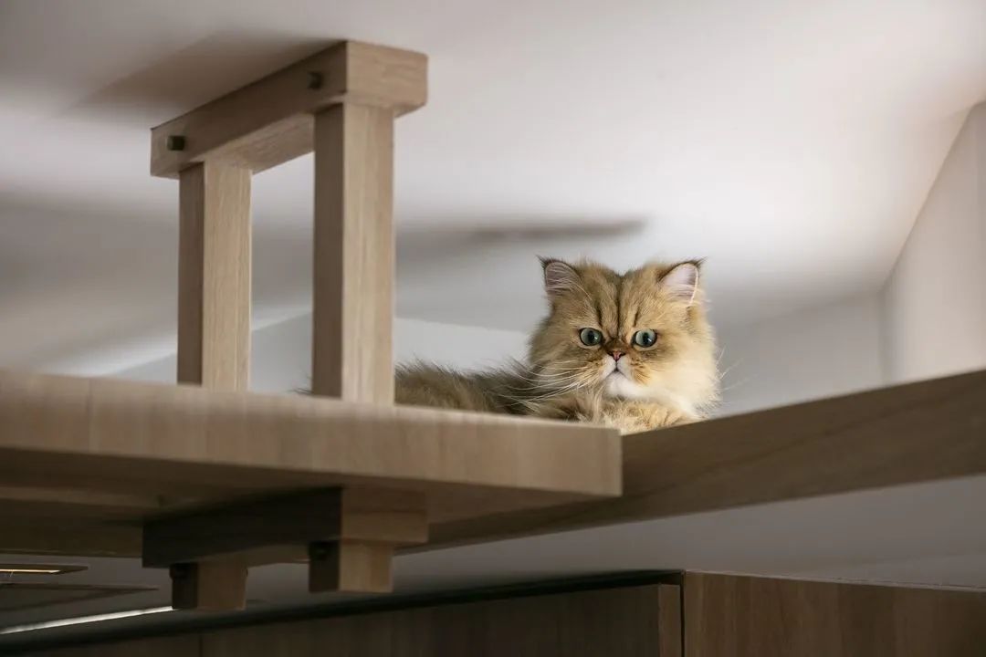 给猫自制的豪华猫屋,给猫咪改造猫屋