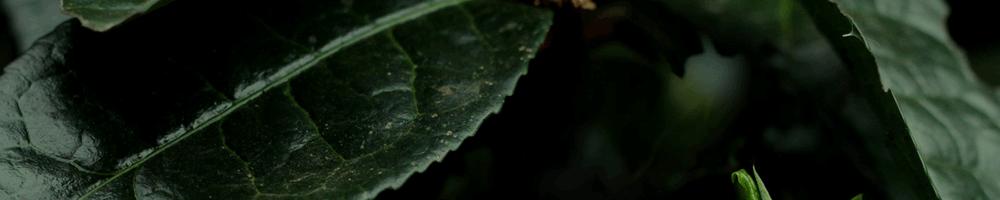 冰岛最好的五寨茶,谁说喝茶比喝酒好