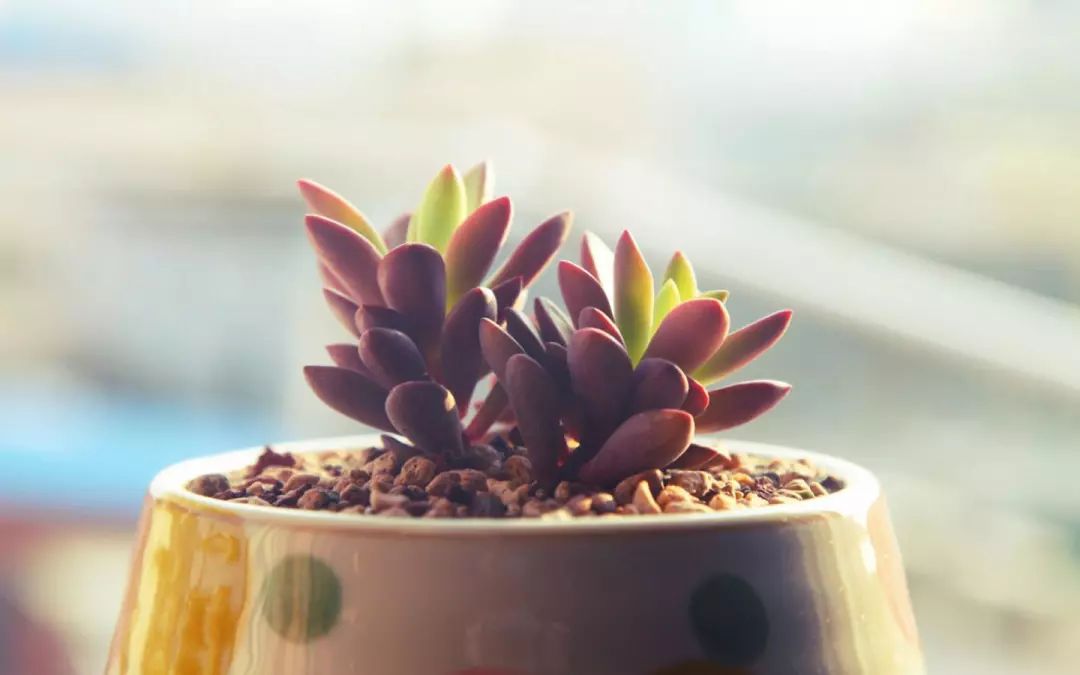 实现康复目标最大的障碍是,癌症患者促进康复的1个最佳方法