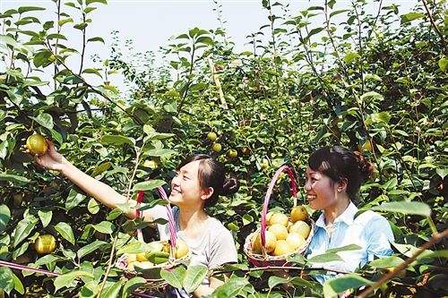 梨树10种常见病虫害的防治技术,运城梨树病虫害防治全年用药表