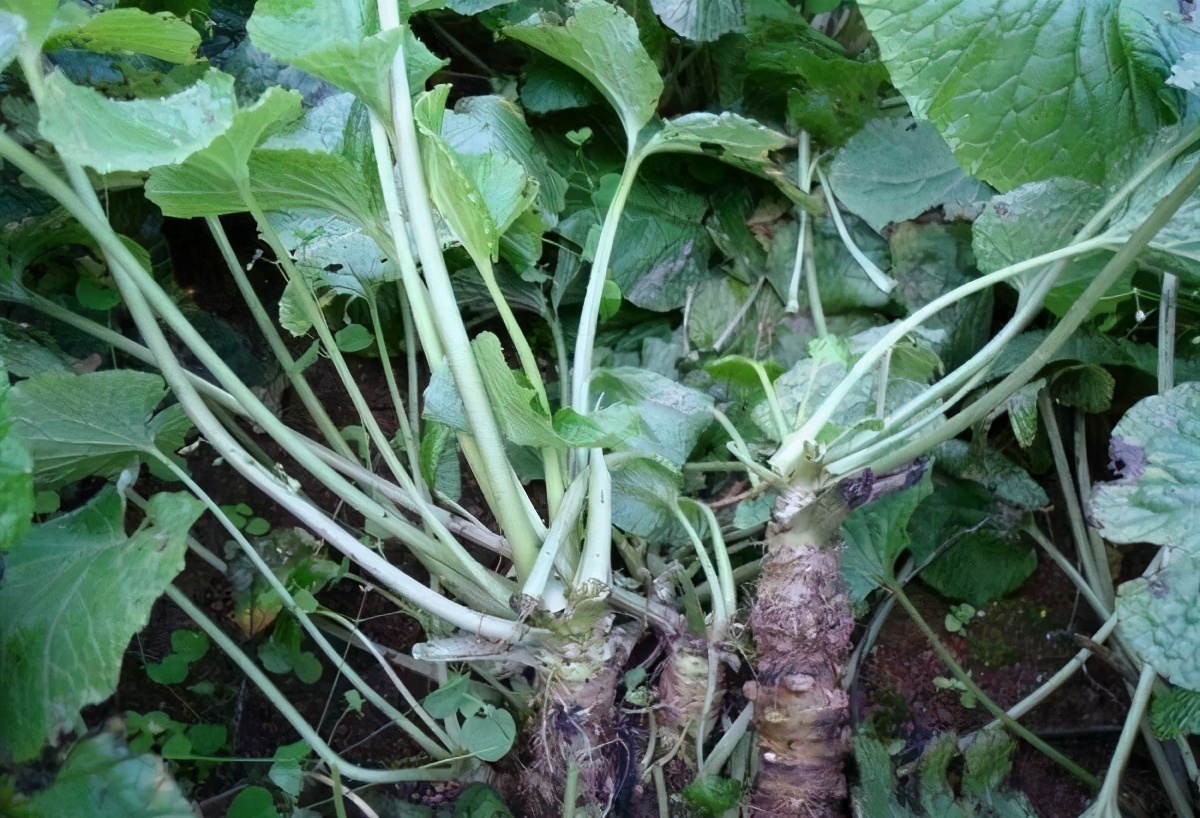 野菜在城里卖,市面上都是有哪些野菜可以卖