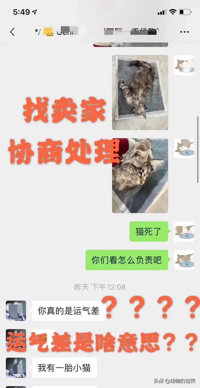 养了四年缅因猫被淹死,缅因猫23万后续