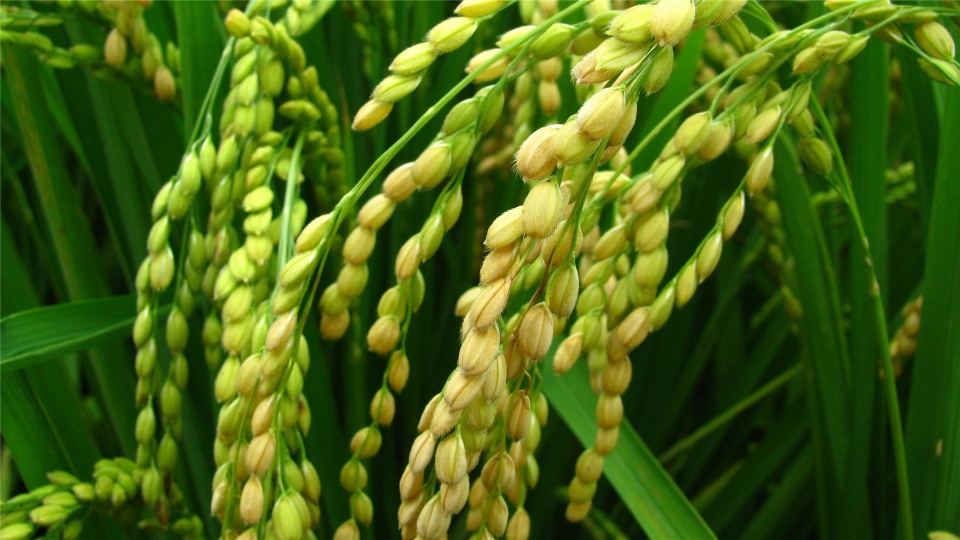 血糖高吃大麦米有用吗,血糖高吃白色糙米饭血糖升高吗