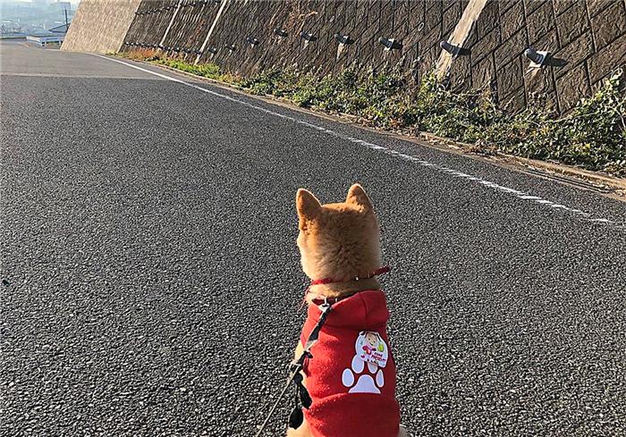 柴犬为什么喜欢恶劣天气,台风天老人遛柴犬