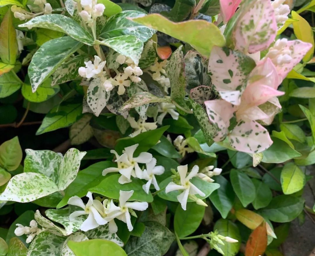 风车茉莉黄色白色粉色,黄风车茉莉和白风车茉莉区别