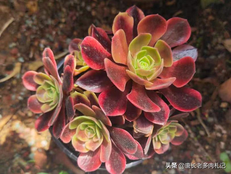 出锦的多肉需要晒吗,出锦的多肉