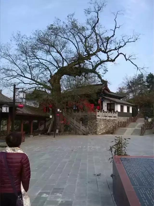 茶马互市,关于茶马古道的介绍