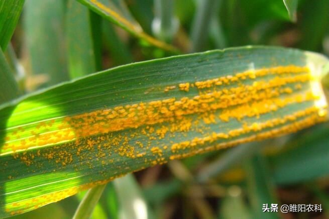 小麦条锈病危害,小麦锈病的危害及防治