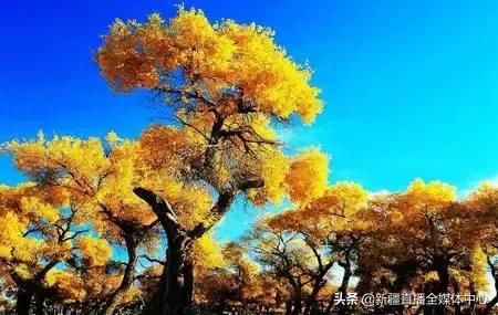 *疆新**人这么牛逼，你不知道吧