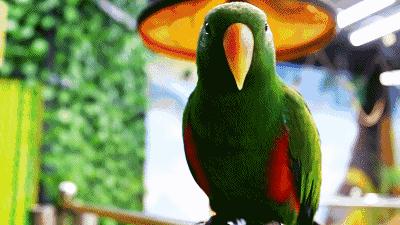 东西方鹦鹉绘画：男人们如何看待这些“笼中鸟”？|张小玉