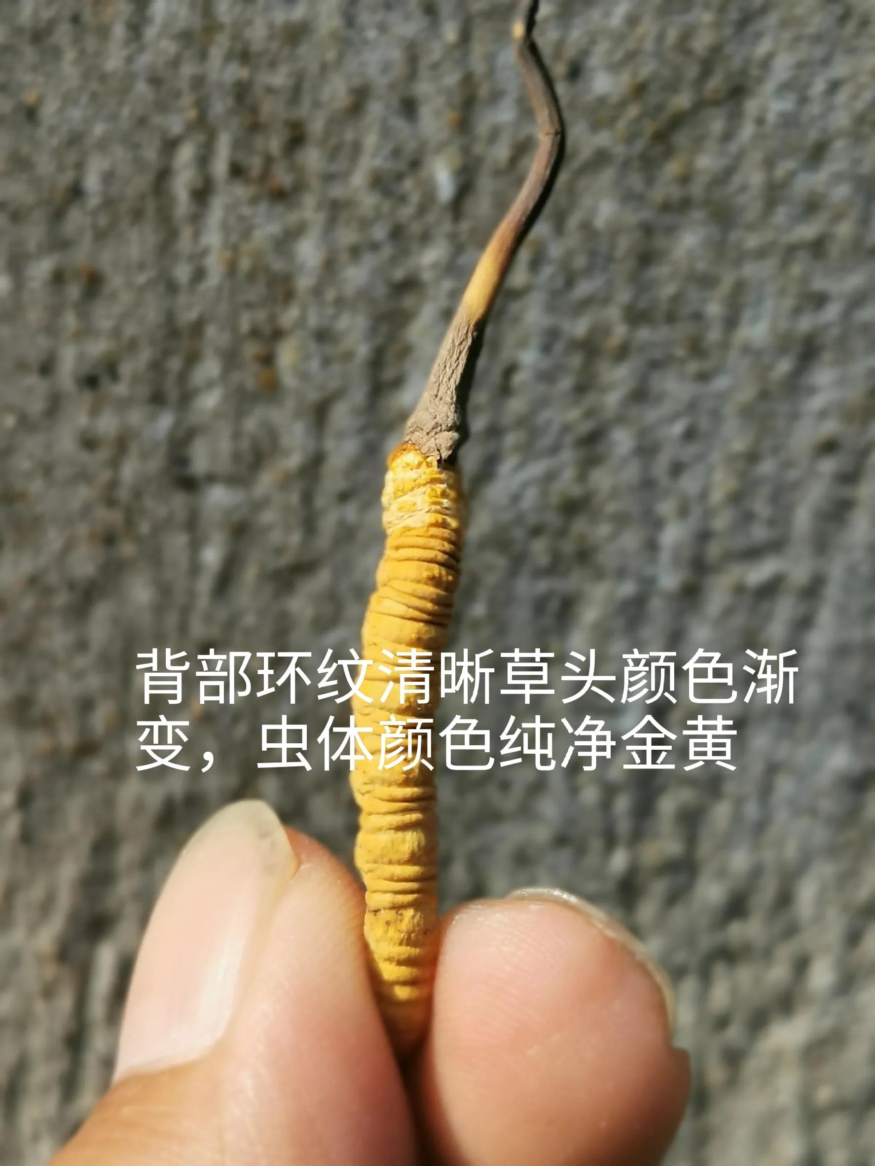 冬虫夏草的产地在我国什么地方,不同产地的冬虫夏草都有什么区别