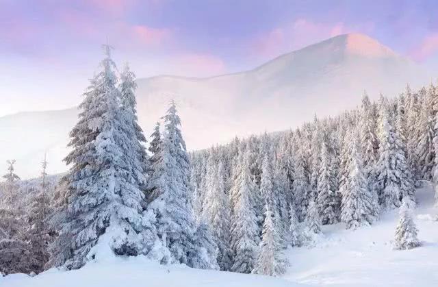 世界上最危险的两种树,世界上最危险的三个森林第三名