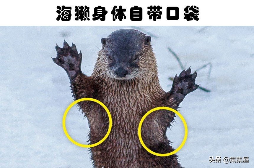 水獭相关知识科普,关于水獭的知识科普