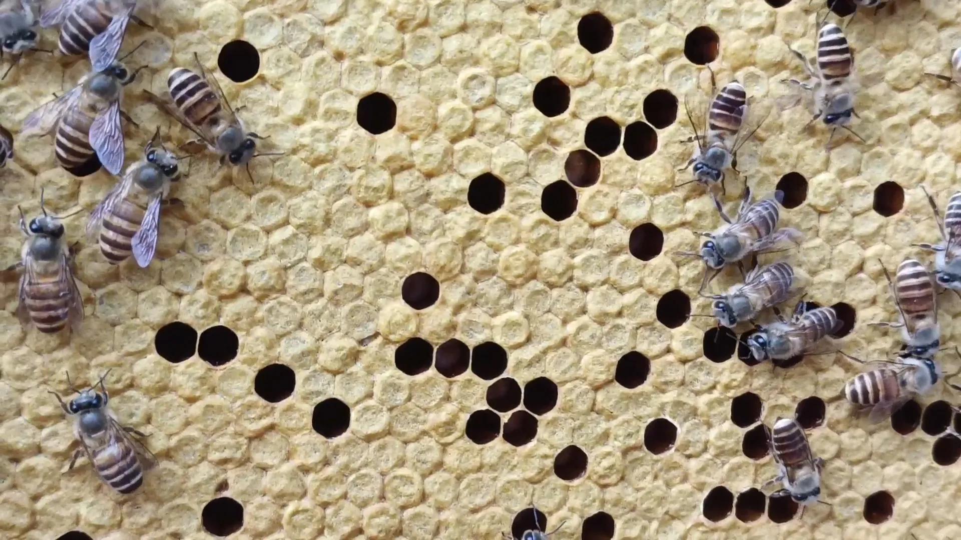 蜜蜂老巢引来的蜜蜂怎么办,蜜蜂老巢皮必须退了吗