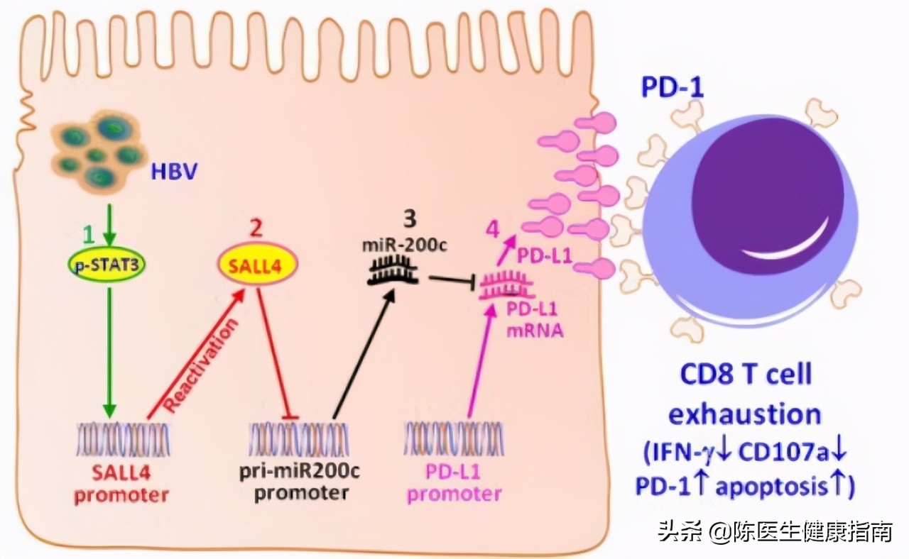 李兰娟乙肝病毒量,李兰娟院士谈乙肝最好的药物
