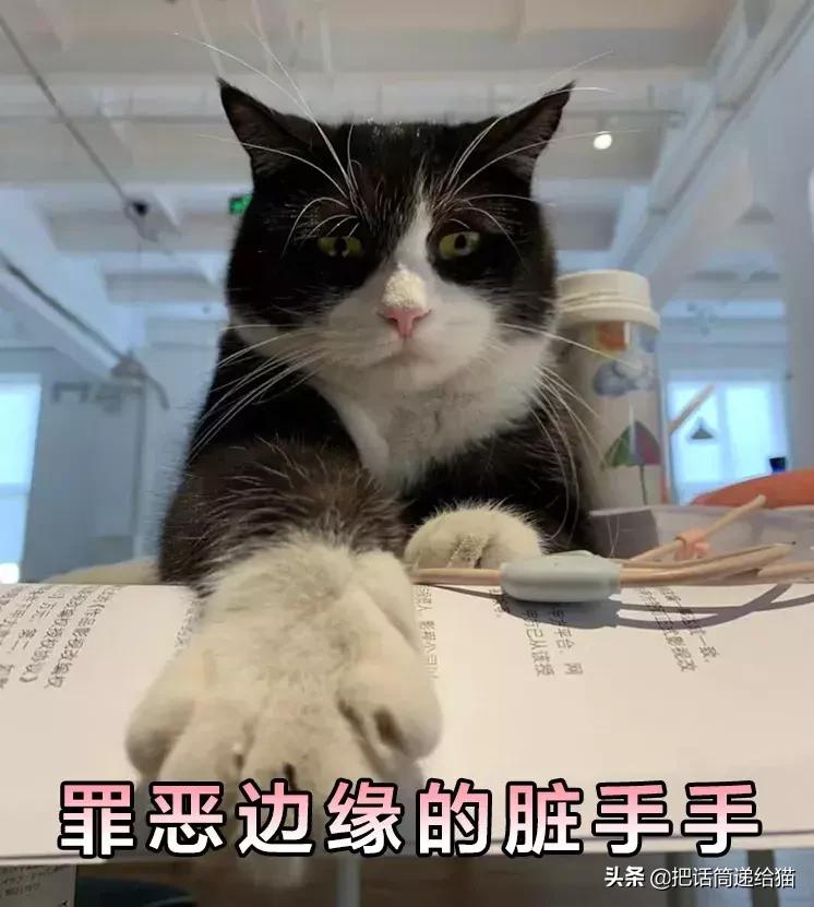 猫故事全集,猫故事小说