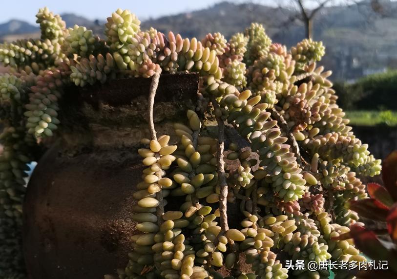 多肉配土用多粗的河沙,蛭石扦插多肉用多大的蛭石