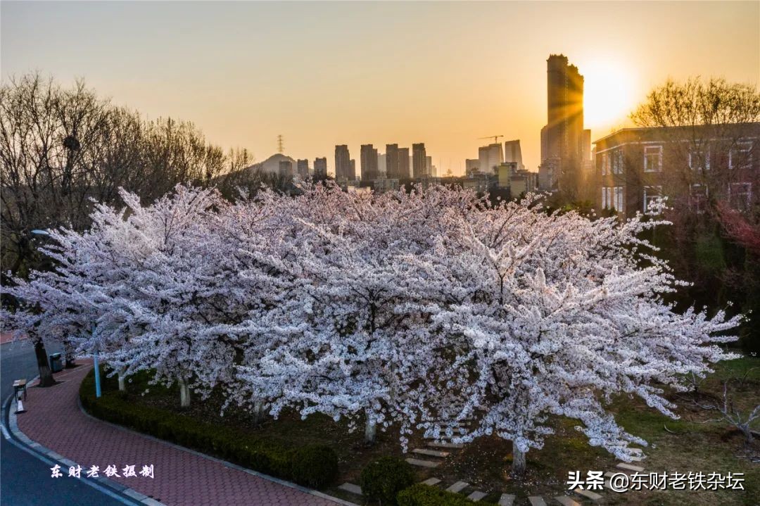 网红美景,网红一棵树樱花园