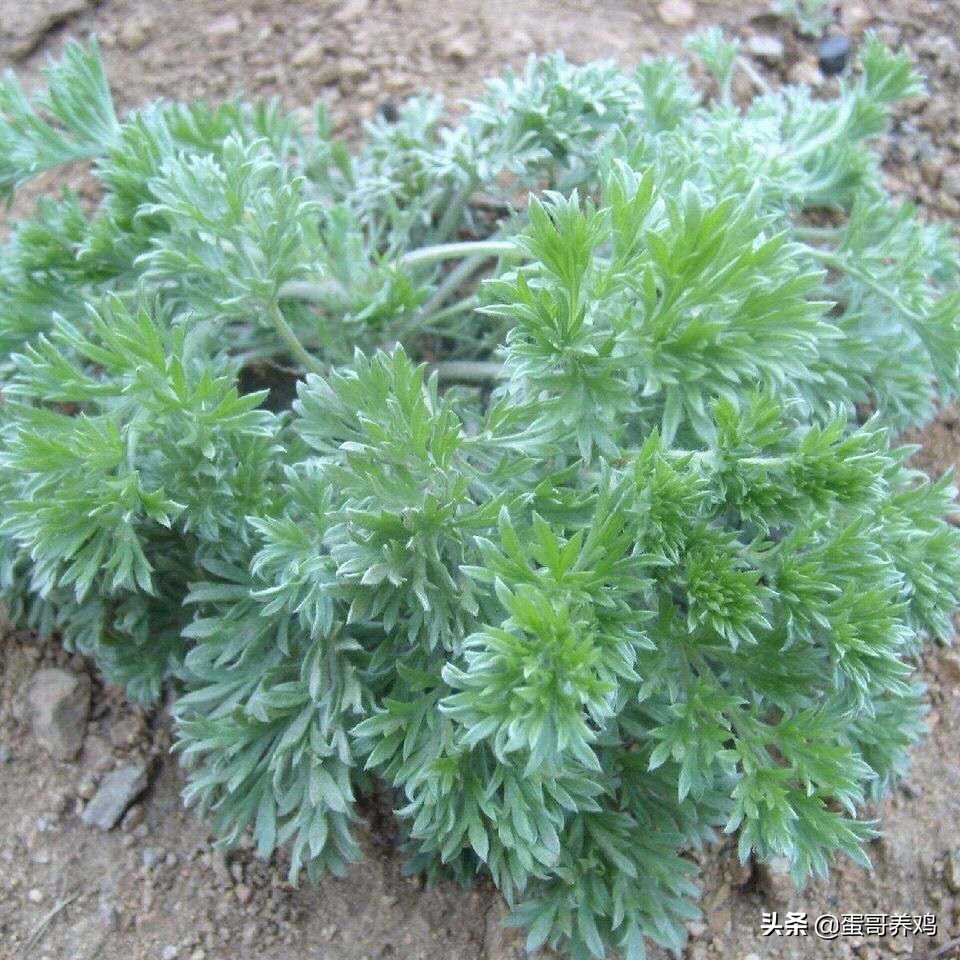 板蓝根养鸡中的4个小配方,板蓝根在猪场六大常用搭配