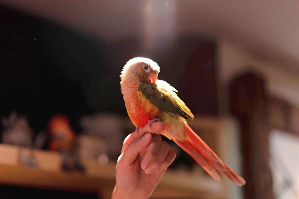 致每一位鹦鹉主人的一封信:想养鹦鹉必看的一篇文章|总结十年