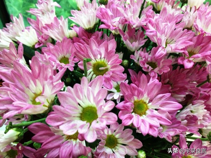 最新早安励志语录句句激励人心,励志阳光正能量文案早安