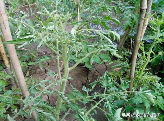 西红柿双蔓整枝打杈打顶视频,西红柿打枝种植方法全过程