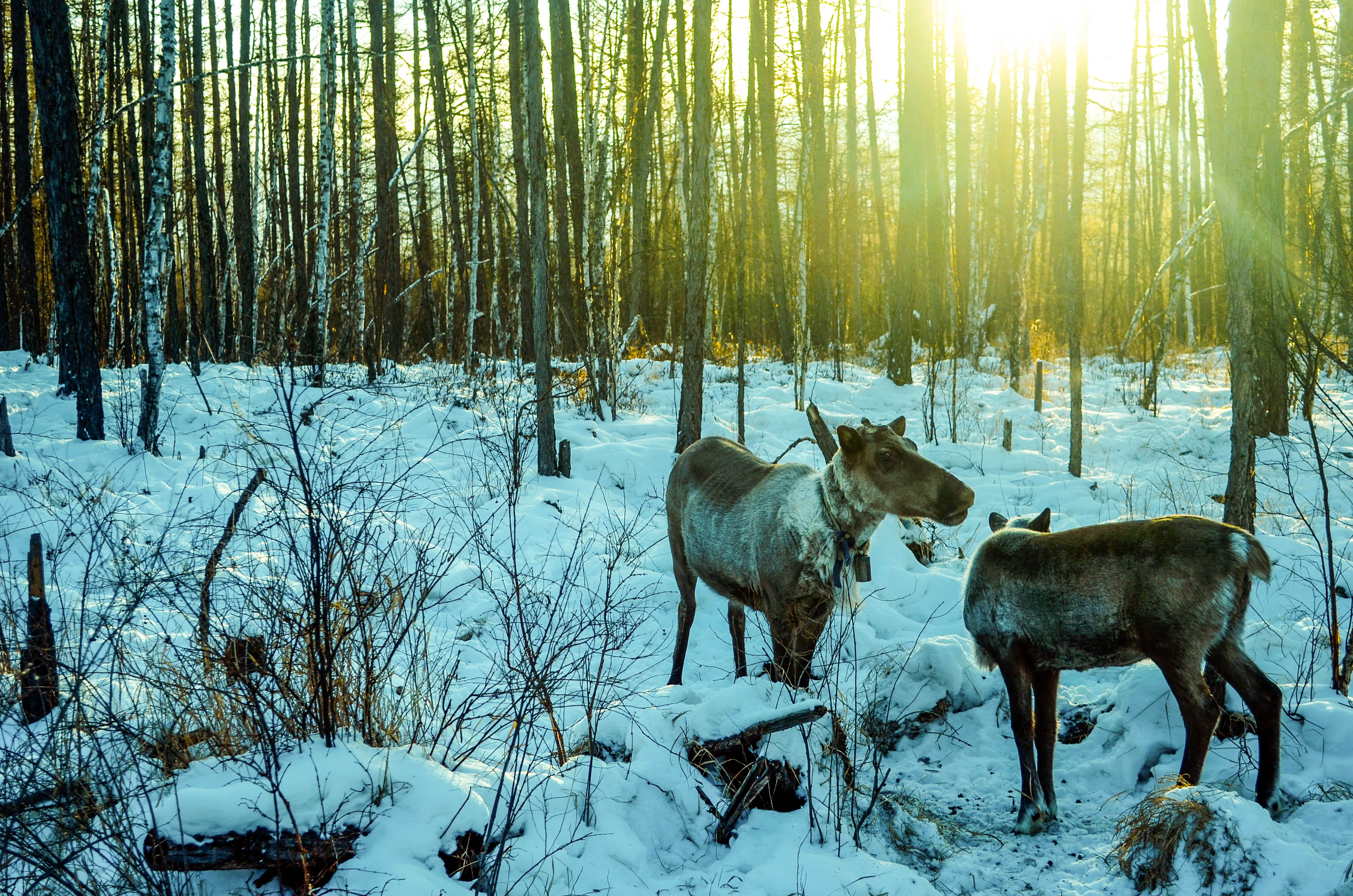 探访最冷的地方,中国最冷的地方零下80度去旅行