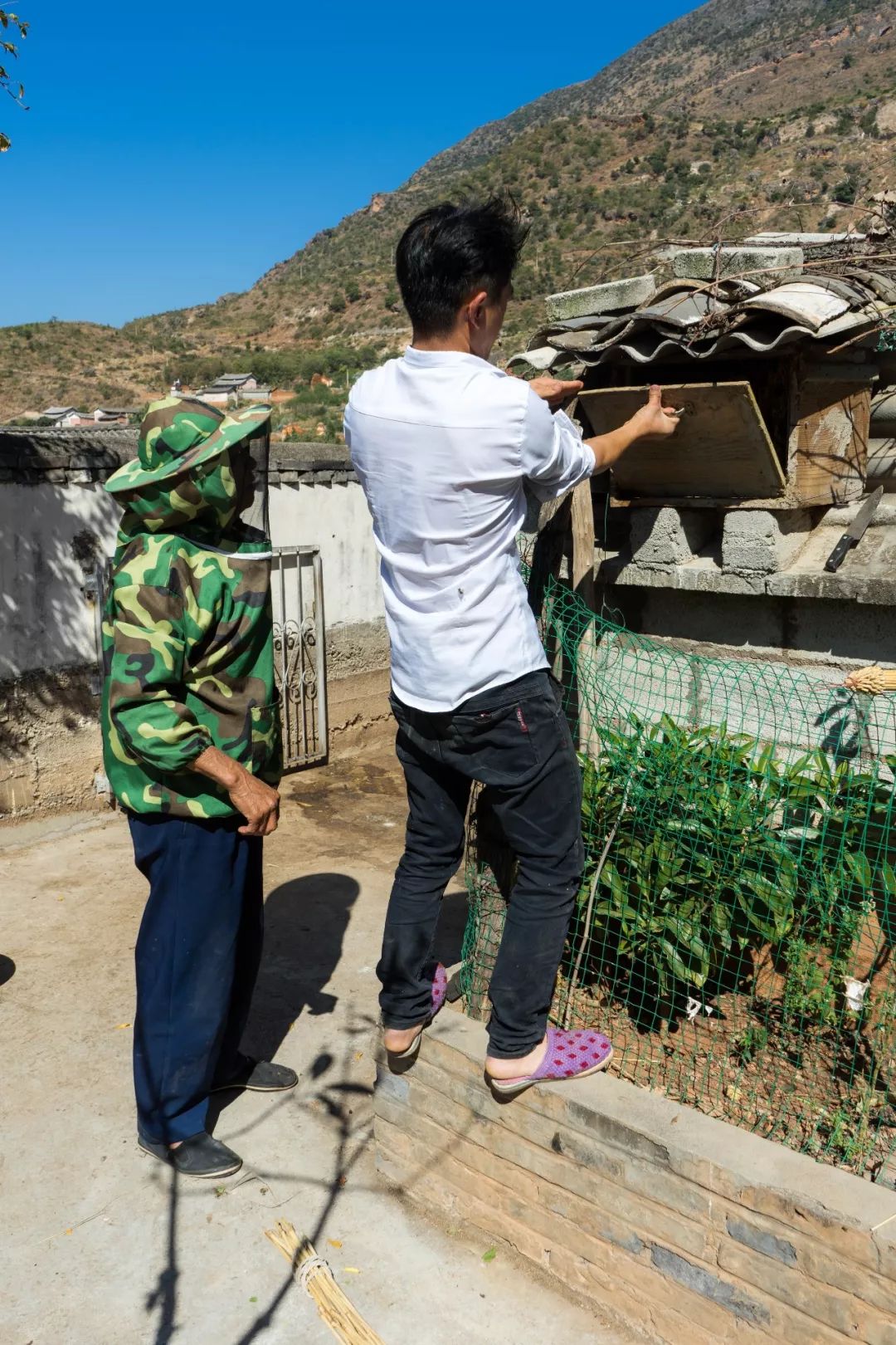 土蜂蜜取蜜全过程,土蜂蜜正确取蜜方法