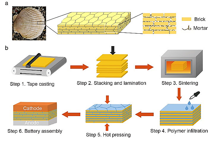 哥伦比亚大学杨远、陈曦团队AM：珍珠层结构电解质，用于可负载固