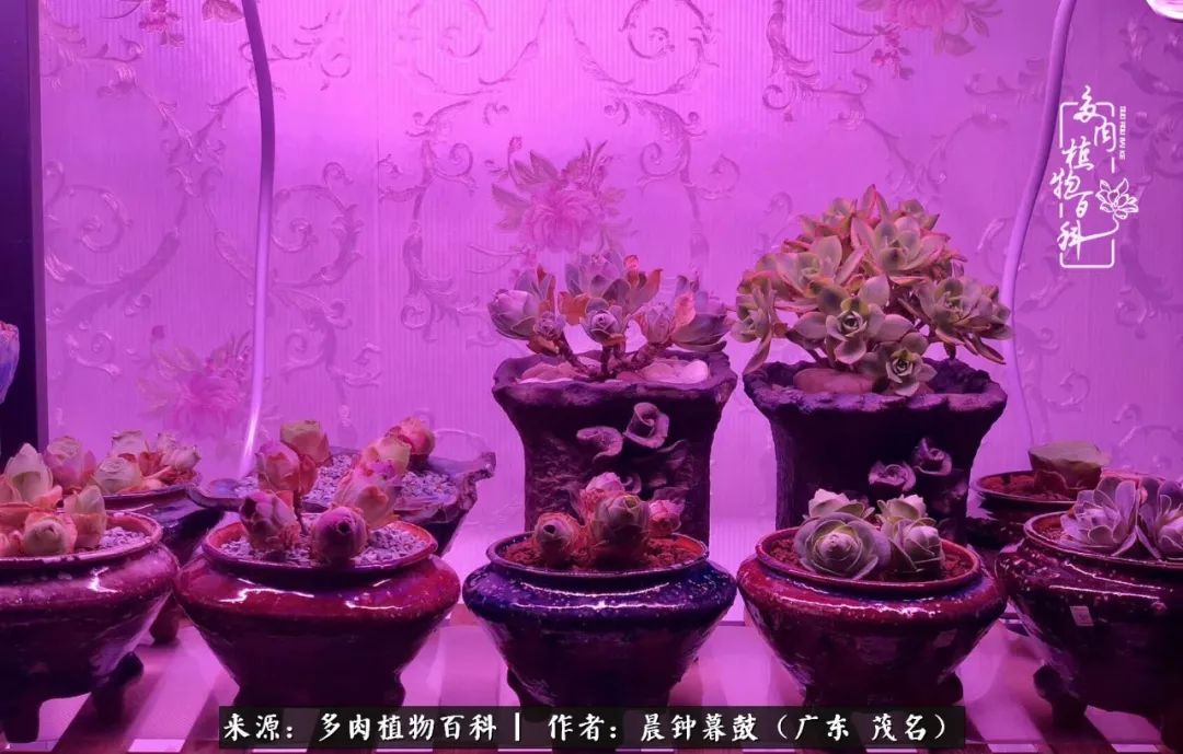 轻轻地告诉你，我的多肉也曾美过，不信你看看