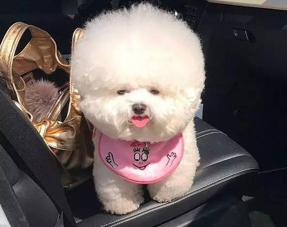 比熊开心视频,比熊开心的叫声