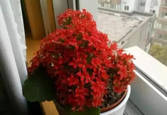 盆栽花老掉蕾怎么处理,盆栽掉花蕾是什么原因