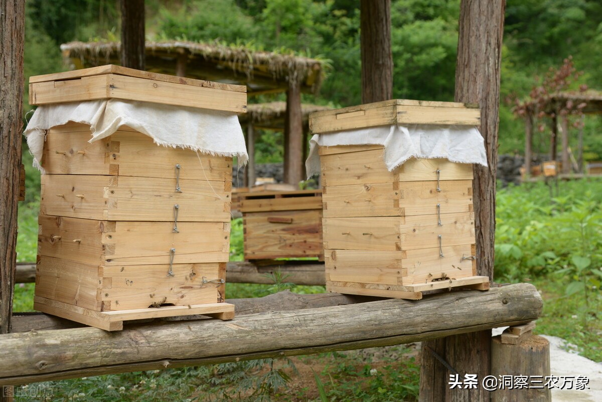 蜜蜂养殖方法与技巧,蜜蜂养殖方法技术大全