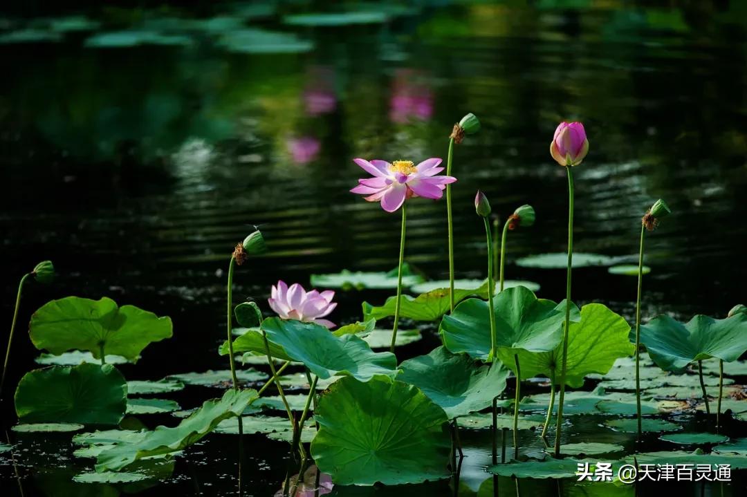 天津去哪里拍荷花最佳,天津荷花观赏地点