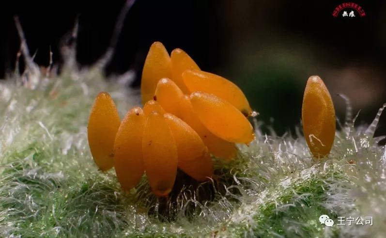 夏播玉米虫害图片大全,玉米虫害图谱高清大图